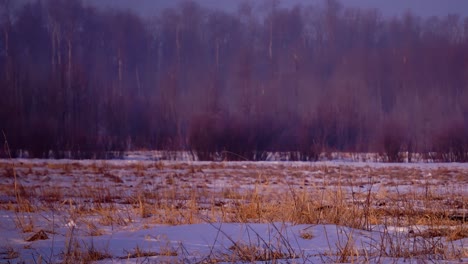 Winterbüffel,-Die-Morgens-Grasen,-Erheben-Sich-In-Einem-Parkwald,-Während-Eine-Drohne-über-Sie-Hinwegfliegt,-Um-Das-Grundstück-Zu-überblicken-Und-Die-Anzahl-Der-Nachkommen-Zu-Erzählen,-Die-Gedeihen-Und-Ihre-Aussterbechancen-Verbessern