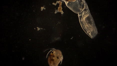 Microscopic-ostracod-and-arthropod-with-ostracod-in-it's-digestive-tract