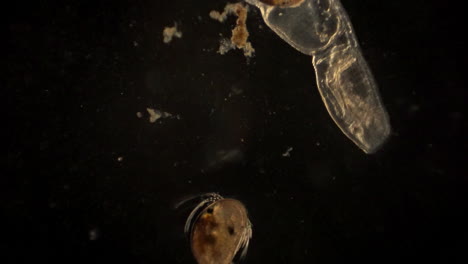 ostracod microscópico y artrópodo con ostracod en su tracto digestivo