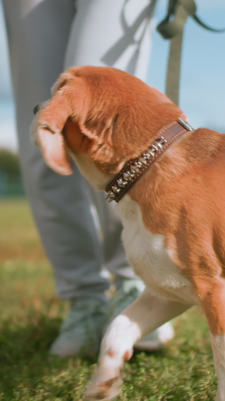 Beagle al guinzaglio che esplora un parco erboso, primi piani che catturano un beagle curioso che annusa trifogli ed erba, collare borchiato e guinzaglio, sguardo attento verso il proprietario in scarpe da ginnastica, campo suburbano soleggiato, slow