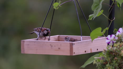 small bird eating on a tray-style feeder in maine