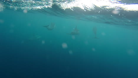 a group of dolphins swim near a speedboat, underwater shot