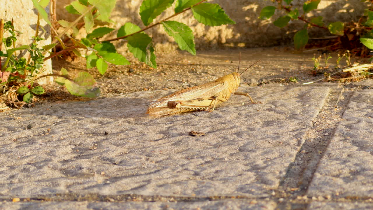 Giant locust at sunset, close up