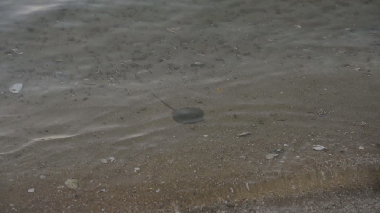 일본 교토 해변의 잔잔한 파도 아래 작은 광선