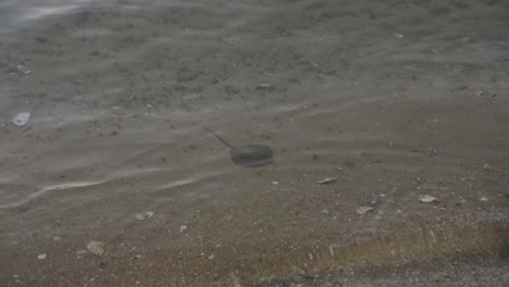 small ray under the calm waves of beach in kyoto, japan