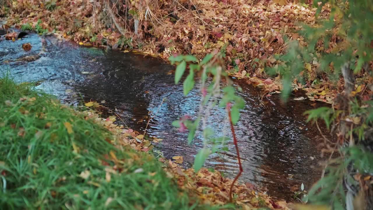 Muhteşem yeşil bir ormanda, berrak suyun aktığı ve güneş ışığının suya yansıdığı bir dağ deresi görüntüsü. Doğanın kalbinde akan bir dere.