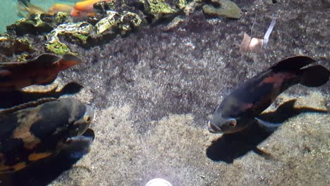 two oscar fishes fighting with each other close up shoot