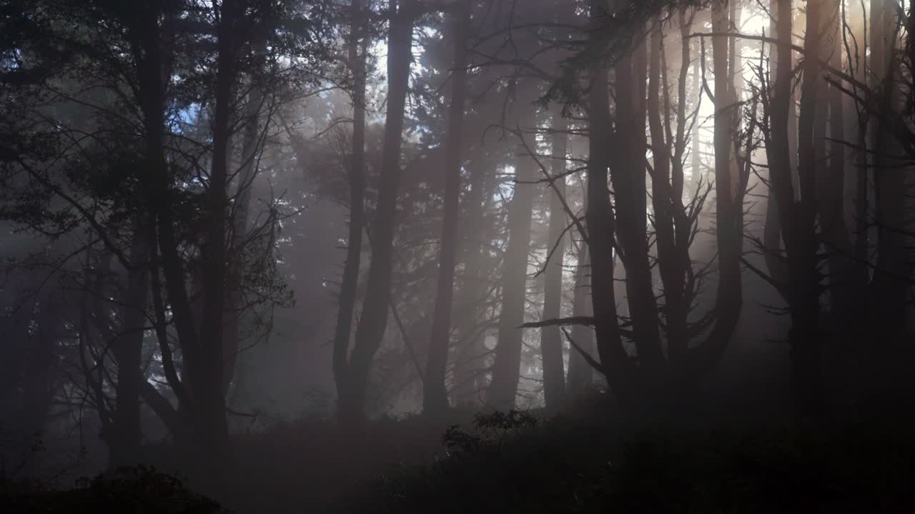Misty dark sun ray Redwood National State Park Forest California zoom out rainy fog morning tall lush greenery plants Sinkyone Wilderness sequoia cloudy peaceful wilderness landscape nature zoom