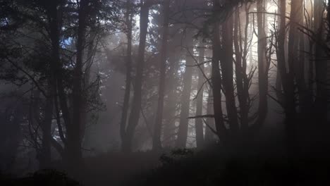 misty dark sun ray redwood national state park forest california zoom out rainy fog morning tall lush greenery plants sinkyone wilderness sequoia cloudy peaceful wilderness landscape nature zoom