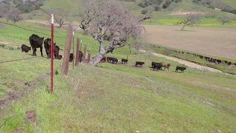 camera follows barbed wire fence as the cattle file into their fresh green pasture on a summer day