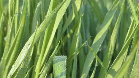 green grass in drops of morning dew in sunlight