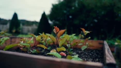 Root-Crops-Growing-In-Planter-Box-At-The-Farm