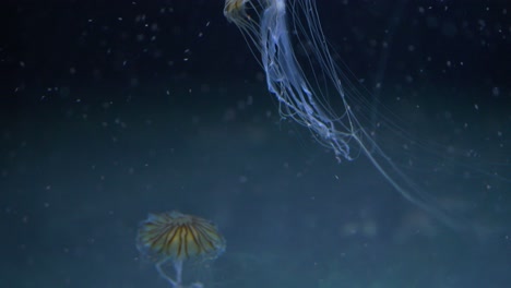 Japanische-Seenesselqualle,-Die-Durch-Plankton-Schwimmt