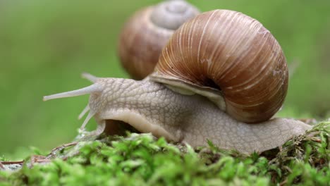 Helix-Pomatia-También-Caracol-Romano,-Caracol-De-Borgoña