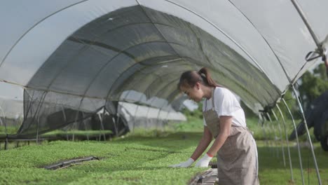 young beautiful woman's walking in farm