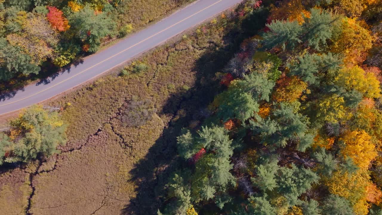 Colorful autumn forest and marsh in muskoka with vibrant fall foliage, aerial view