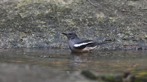 Mirando-Hacia-La-Izquierda-Mientras-Se-Baña-Refrescándose-Durante-La-Tarde,-Urraca-Oriental-robin-Copsychus-Saularis,-Tailandia