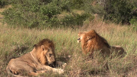 male lions together, one is grooming, the other lifts his head to smell the air