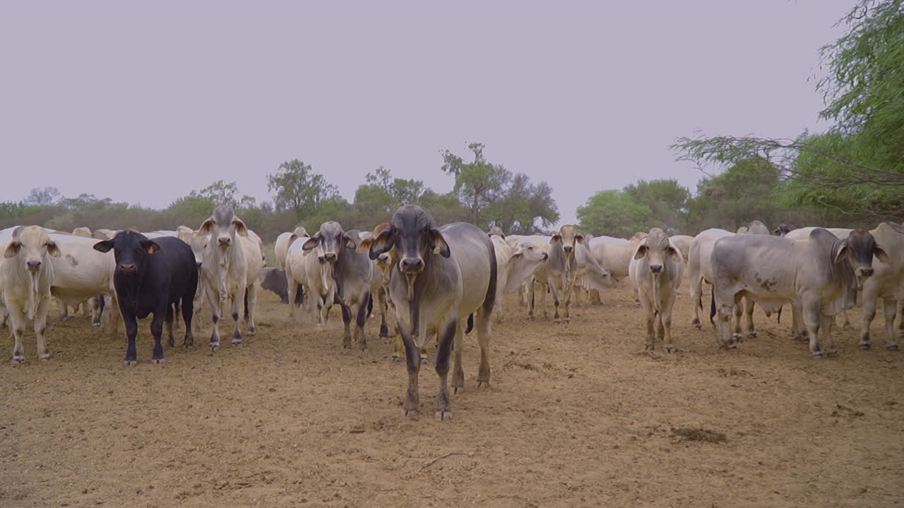 un grupo de vacas brahmanas estáticas mirando a su alrededor