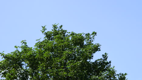 The-tops-of-deciduous-treetops-during-a-sunny-day-The-leaves-of-the-trees-move-in-the-wind-in-the-background-are-clouds-in-the-blue-sky