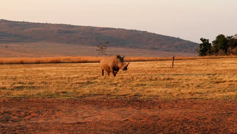 Prehistoric-Looking,-White-Rhino-peacefully-advancing-in-the-picture-perfect-African-savannah-at-dusk