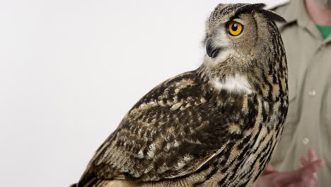 zoólogo enseñando a clase sobre el búho real euroasiático mientras el búho mira alrededor del aula - educación animal