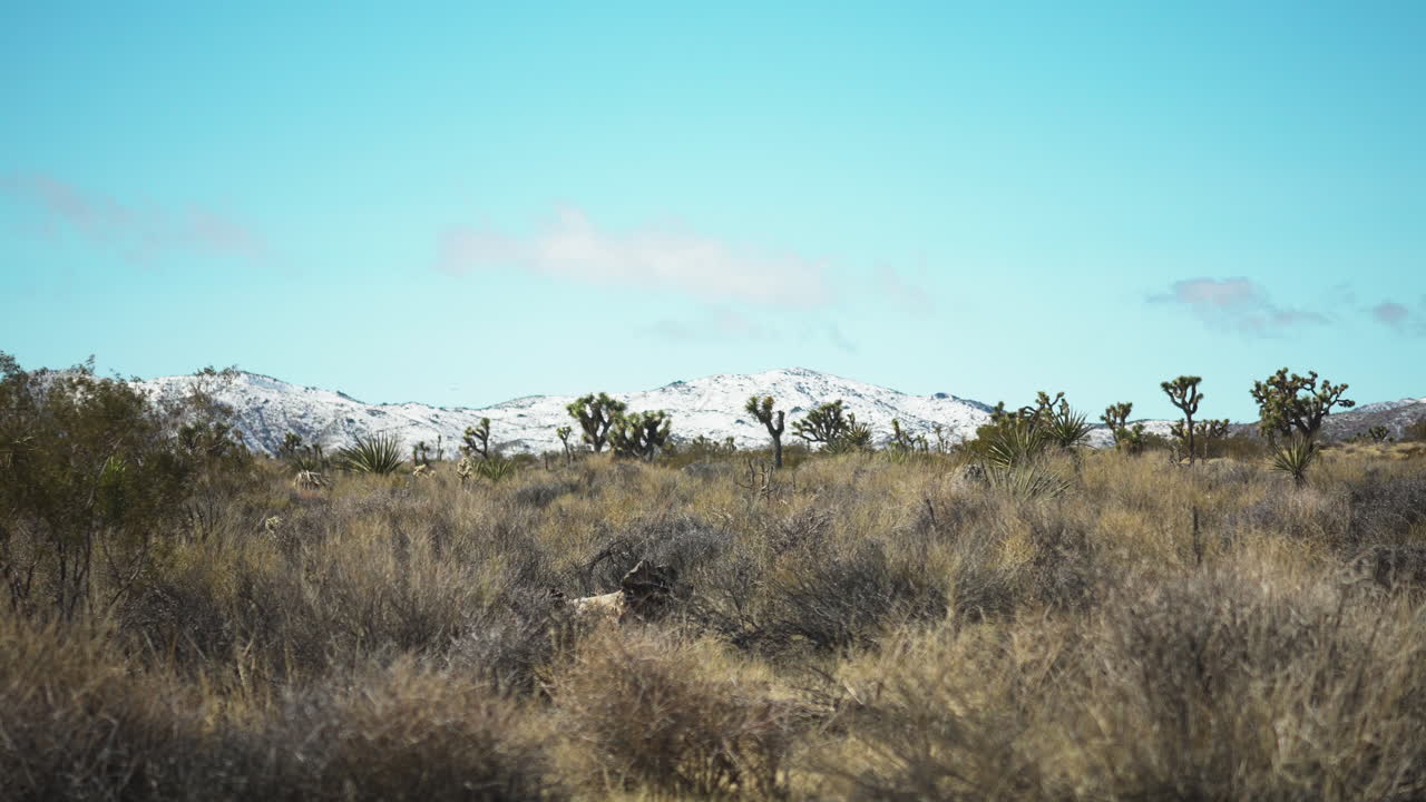 el país de las maravillas de invierno, donde la belleza etérea de las nevadas se encuentra con los emblemáticos árboles de joshua en medio de majestuosos picos de montaña.