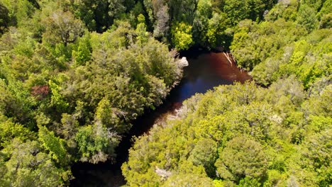 Tilt-down-of-a-reddish-river-in-the-middle-of-a-myrtle-forest-in-Tepuhueico-Park,-Chiloé,-Chile