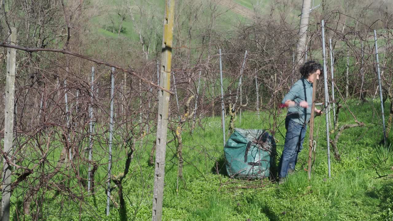 female farmer works in a dormant vineyard near Castell’Arquato, Piacenza, pruning grapevine canes beside a green garden sack, surrounded by bare rows and hills, slow motion, wide static camera view
