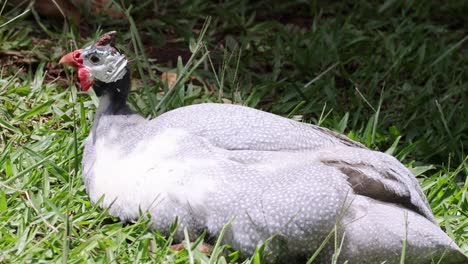 a guinea fowl relaxes and looks around in grass