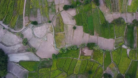 Farm-fields-viewed-from-above,-a-top-down-perspective