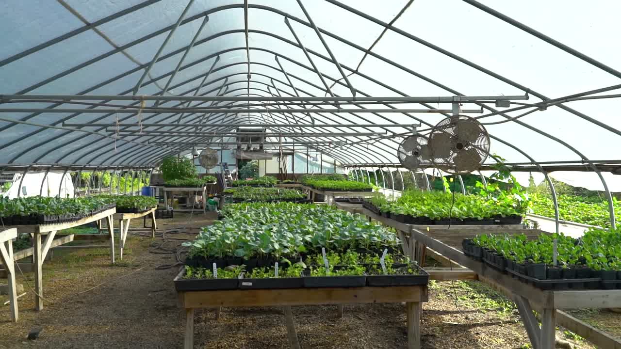 las plantas vegetales que brotan están en un invernadero
