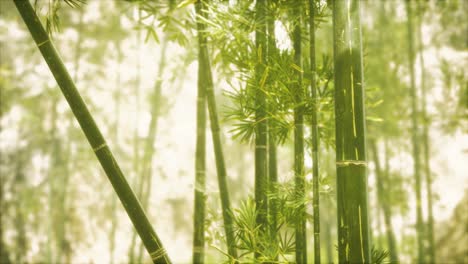Bosque-De-Bambú-Asiático-Con-Luz-Solar