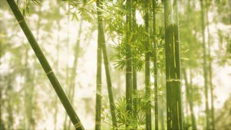 asian bamboo forest with sunlight