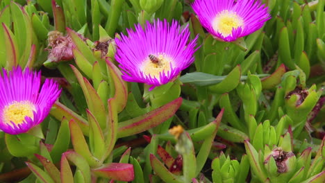 abeja ocupada alimentándose de flor de primavera púrpura recolectando néctar y polinizando