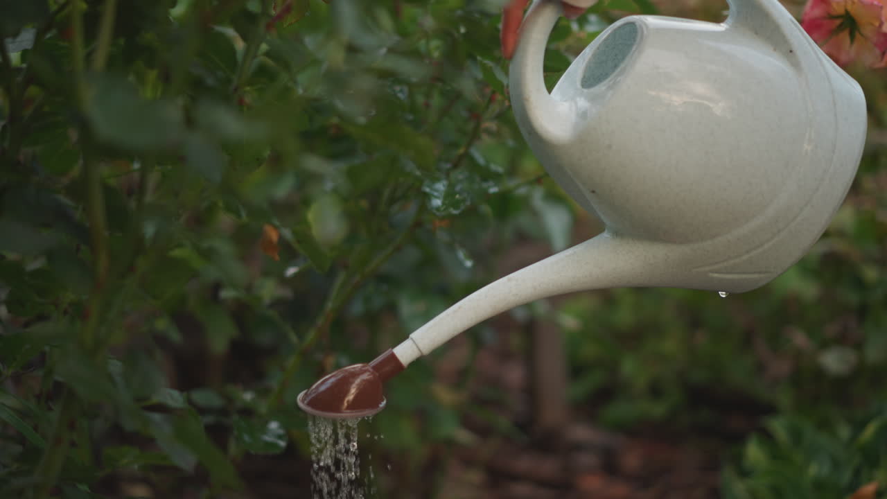 Primo piano di un annaffiatoio in ceramica che versa un getto d'acqua su steli frondosi, flusso costante catturato a mezz'aria, goccioline che scintillano, sfondo terroso, giardiniere pratico che cura l'irrigazione, routine lenta, calma ed ecologica.
