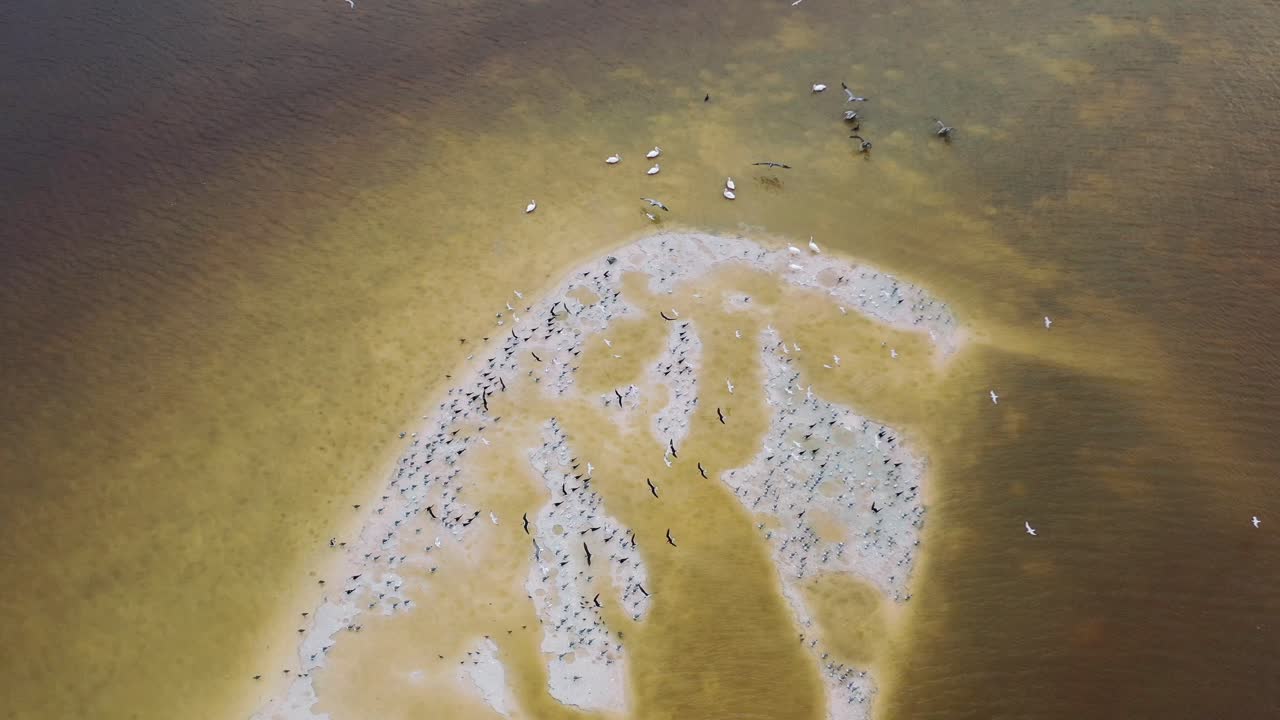 gran bandada de pájaros volando alrededor de la playa de arena blanca en la costa del río marrón en río lagartos, antena arriba hacia abajo