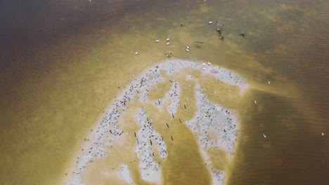 Großer-Vogelschwarm,-Der-Um-Den-Weißen-Sandstrand-An-Der-Küste-Des-Braunen-Flusses-In-Rio-Lagartos-Herumfliegt,-Luft-Von-Oben-Nach-Unten