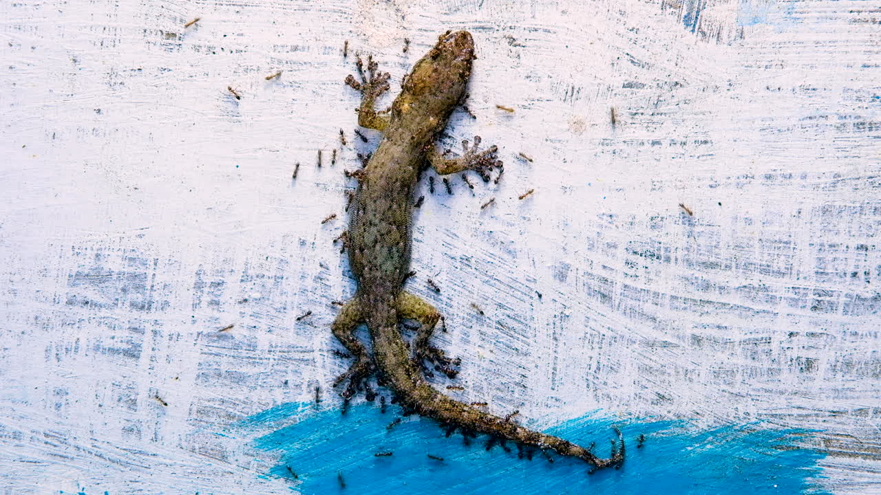 gecko muerto rodeado de hormigas carroñeras, concepto de círculo de vida
