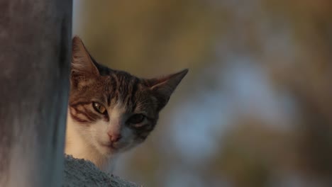 curious sleepy cat peeking behind outdoor corner at sundown