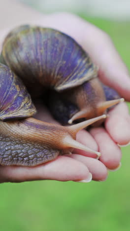 large african snails achatina fulica on the female palm. pets from the beauty salon. vertical video