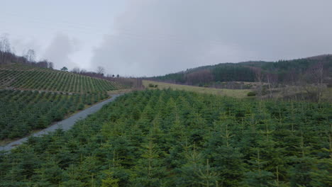 Aerial-Drone-flying-over-Christmas-Tree-farm