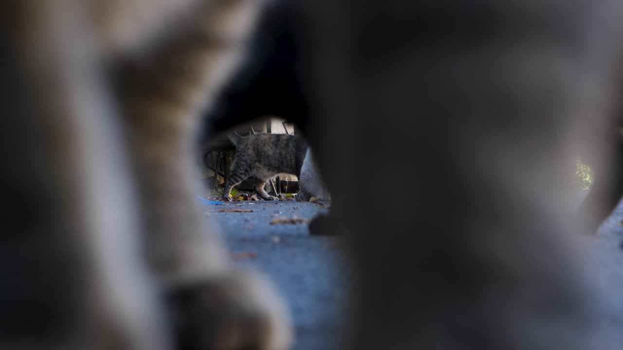 Concentração de gatos de rua, Toén, Ourense, Espanha