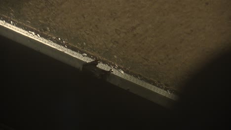 wet frog on a glass door seal in the rain at night