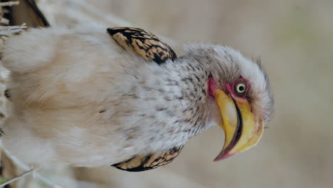 Nahaufnahme-Eines-Südlichen-Gelbschnabel-Nashornvogels-In-Afrika