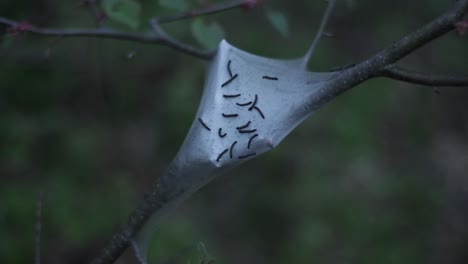 tent worms or malacosoma americanum are caterpillars who build a silk cocoon around their many eggs