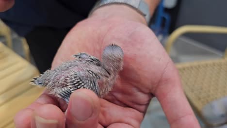 new born parakeet parrot chick bird on person's palm - closeup