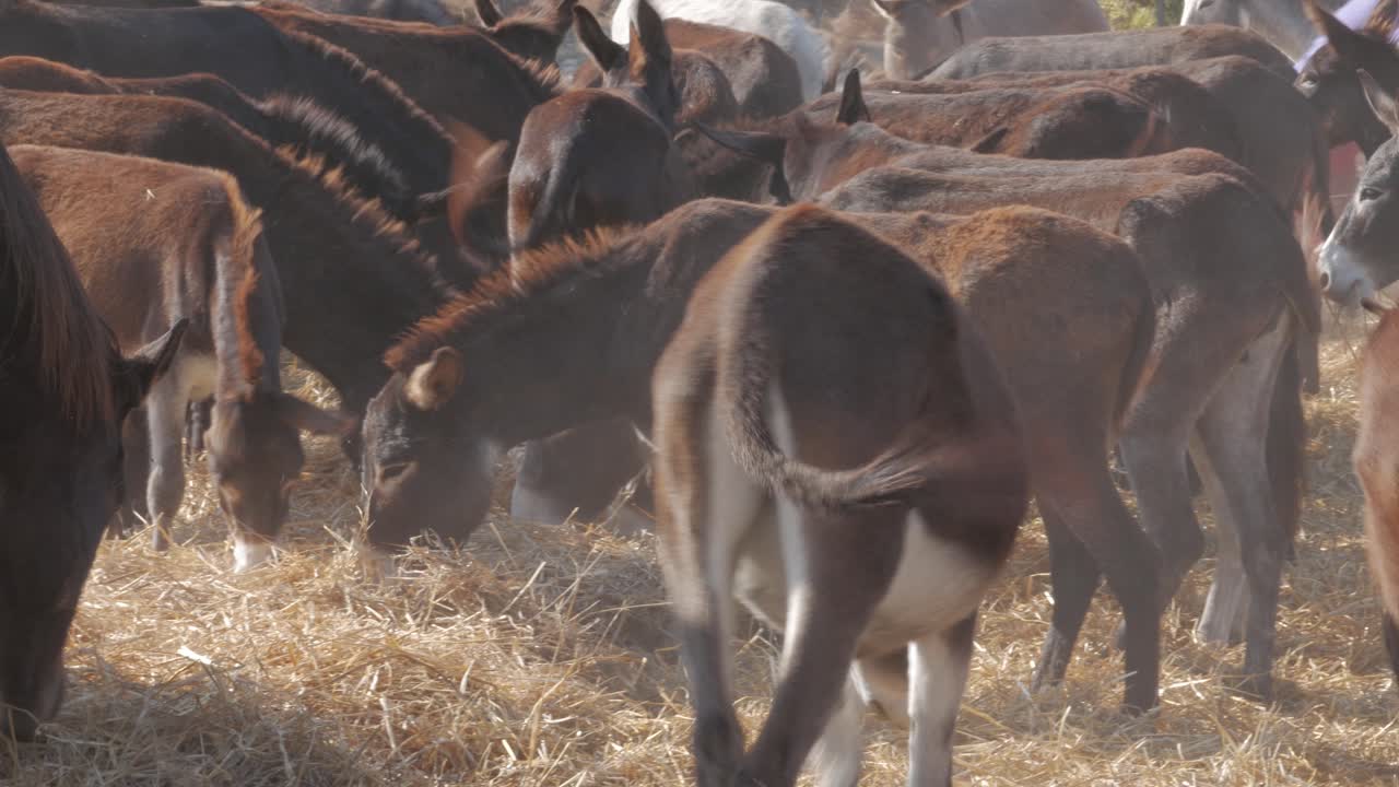 길들여진 당나귀와 말이 함께 먹는