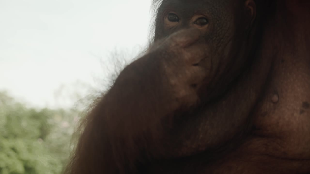primer plano de un orangután en borneo comiendo fruta, buen fondo
