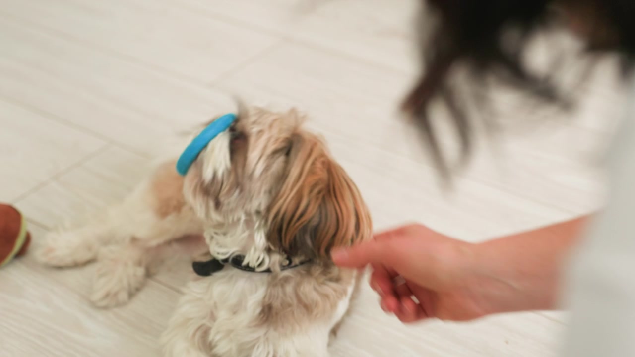 Cute Shih Tzu Puppy Playing with a Blue Toy Ring